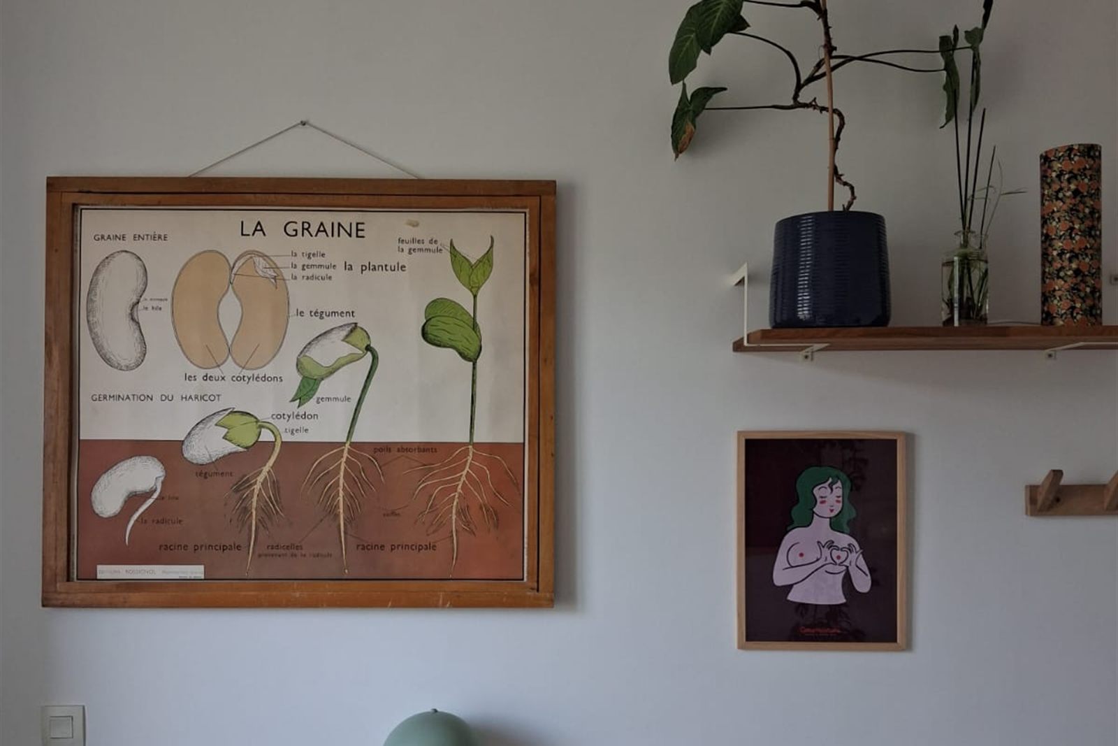 Planche botanique ancienne La Graine et plantes vertes dans le cabinet Eunoïa, espace de consultation d'Anaïs Leneau au 30 avenue des Gobelins, Paris 13ᵉ
