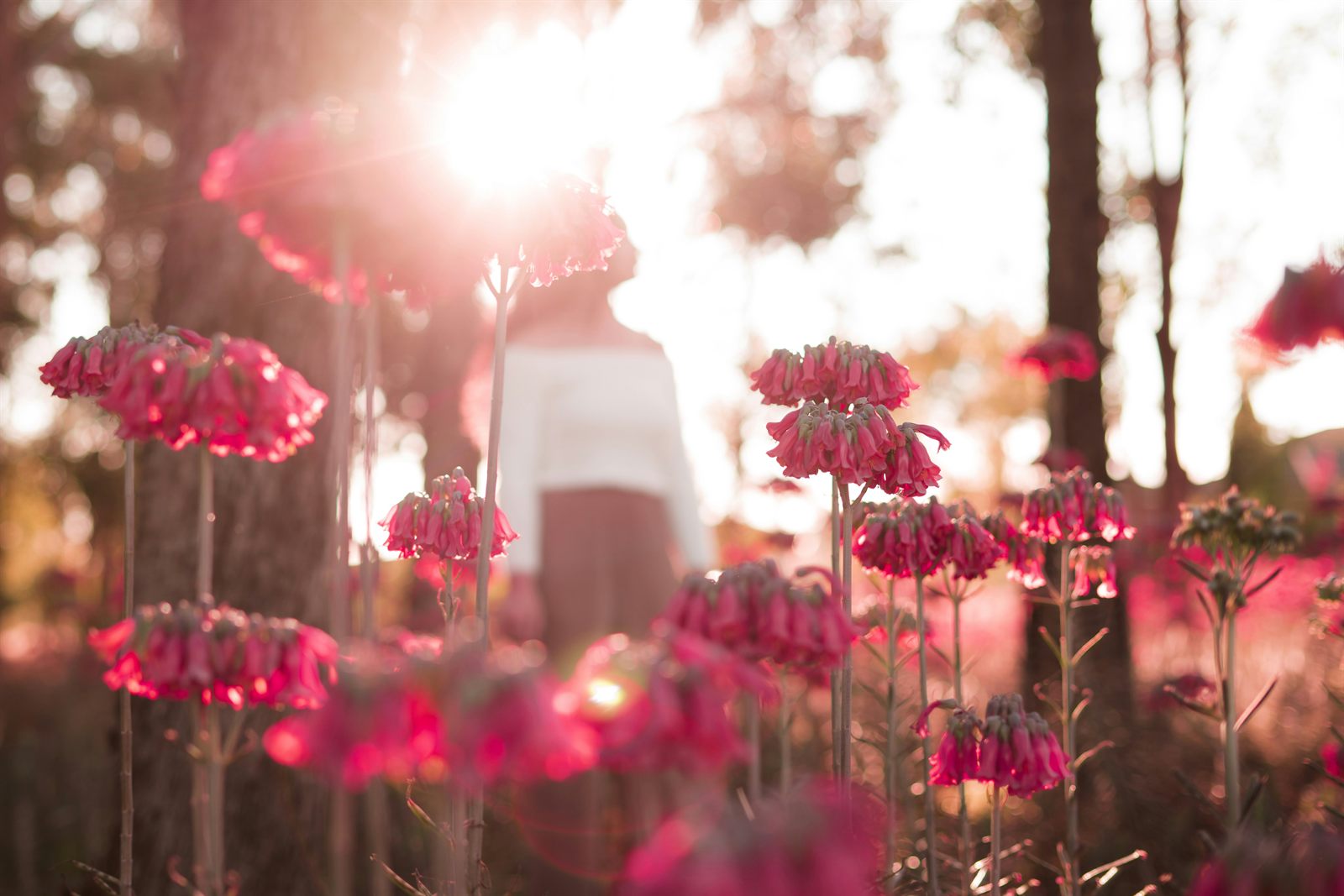 Fleurs roses sauvages éclairées à contre-jour dans une lumière dorée, douceur et respiration au cœur de la pratique sophrologique d'Anaïs Leneau, à Rueil-Malmaison et Aumale