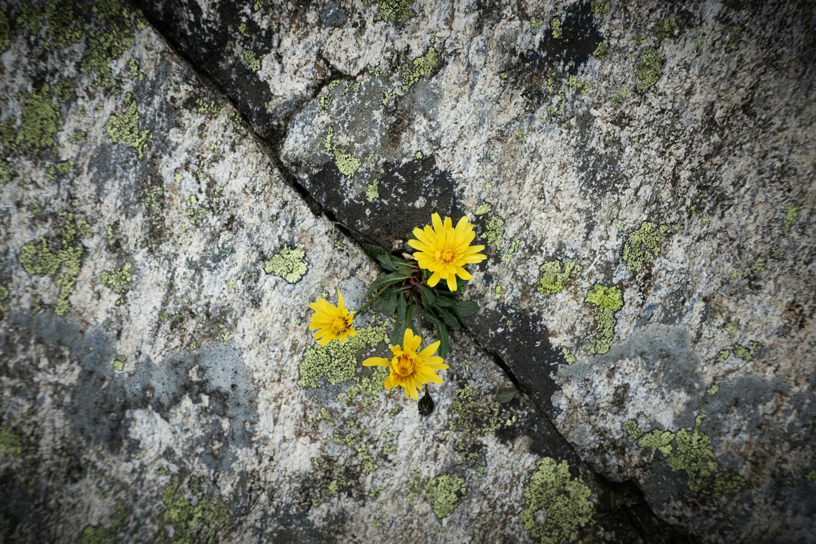 Fleurs jaunes sauvages jaillissant entre les pierres d'un vieux mur, image du vivant qui trouve son chemin, suivi psychothérapeutique avec Anaïs Leneau à Rueil-Malmaison et Aumale